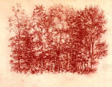 Study of a Coppice