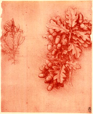 Oak_leaves with acorns and dyer's greenweed